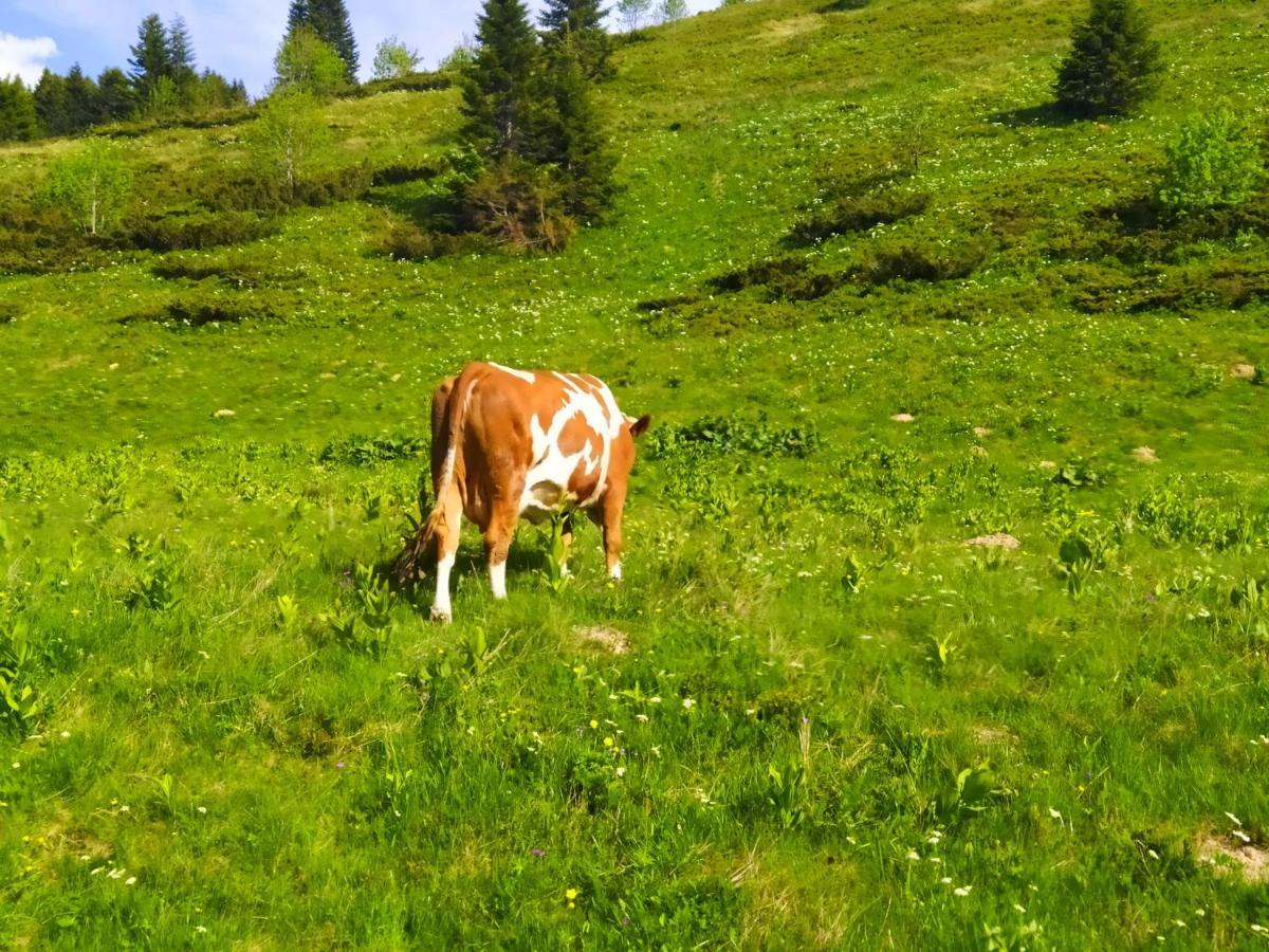 Eko Katun Damjanovic - Bjelasica Mojkovac Exterior foto